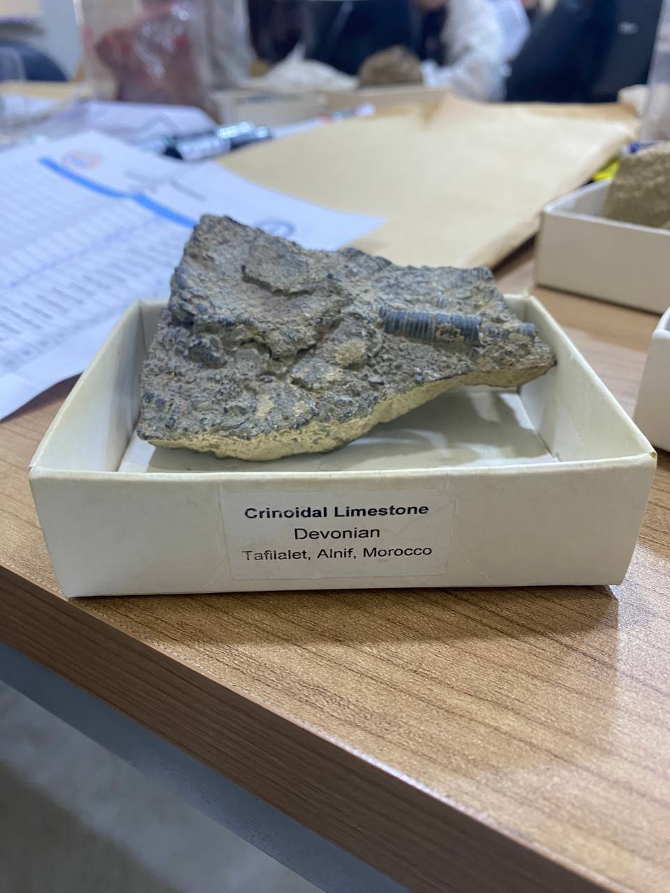 Crinoidal Limestone rock